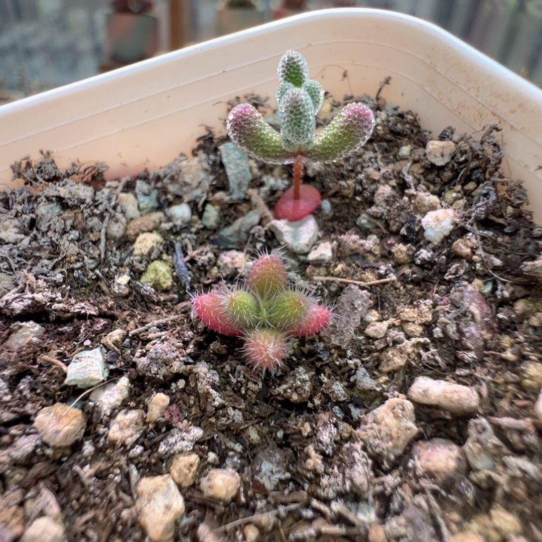 1带1，尺寸很小，913实生彩虹兔耳和实生粉冰晶