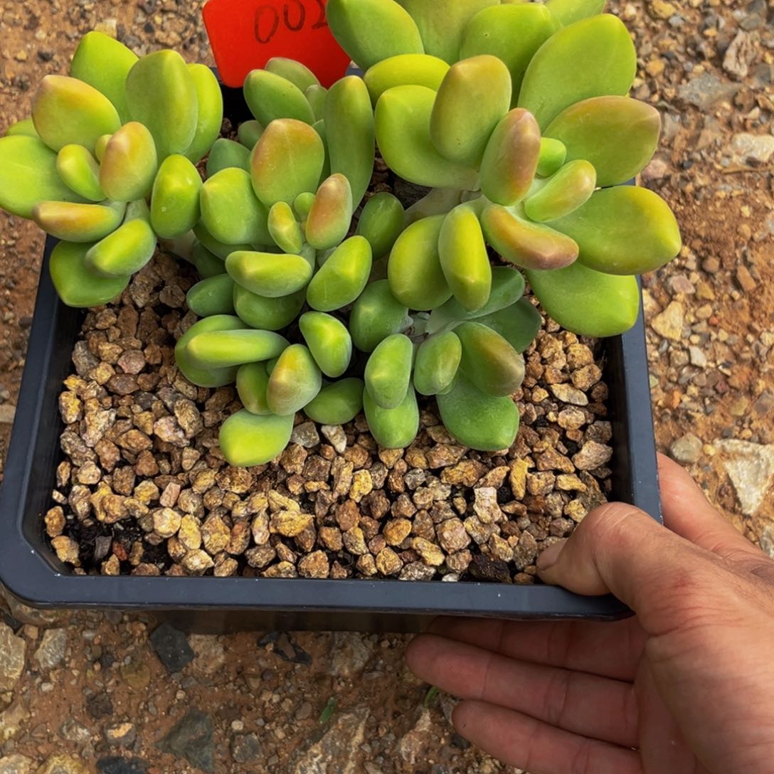 0027下午多肉植物群生