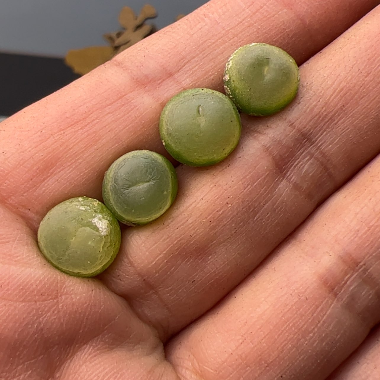 【闪购商品】00000009