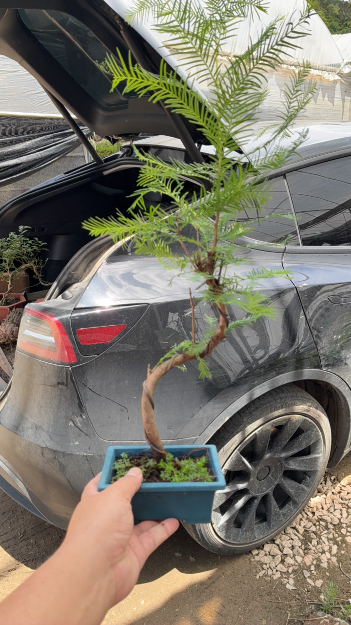 滞销A级货/游龙型造型金叶水杉/非常喜水耐阴/很漂亮/不喜阳耐寒