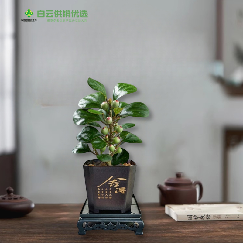 小盼菩提树盆栽带果老桩盆景办公室绿植客厅桌面植物室内禅意