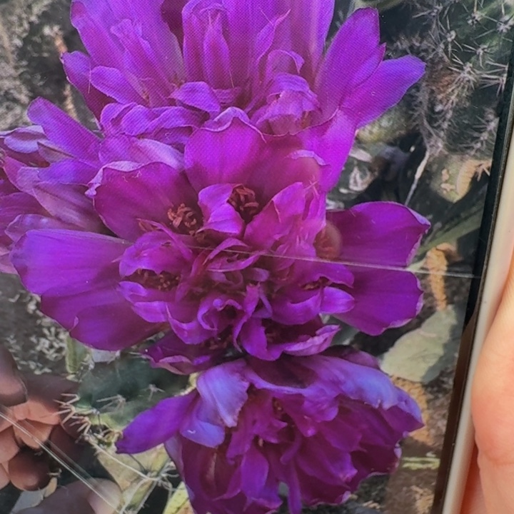 211美化角紫龙一个无根侧牙软，20包邮