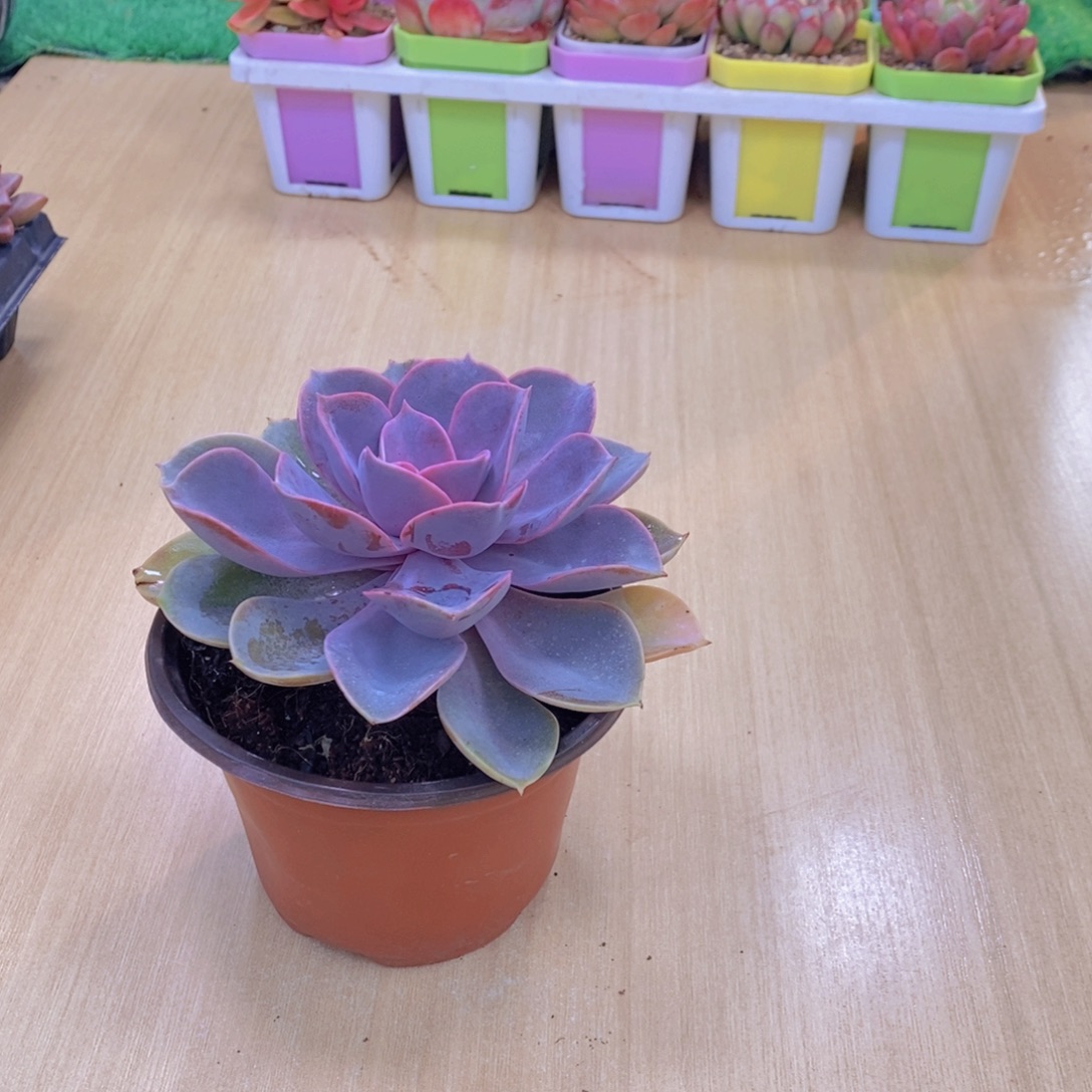 无花朵多肉植物 紫珍珠90