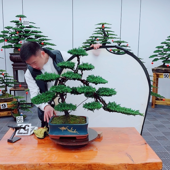 松树盆景一物一拍一物一拍