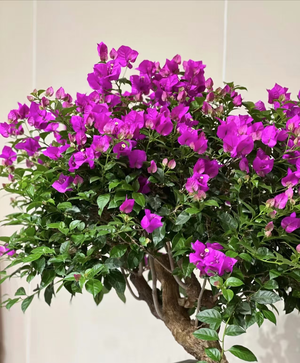 云南紫盆栽植物【掉花落叶缺水焉正常介意慎拍】以直播实物为准