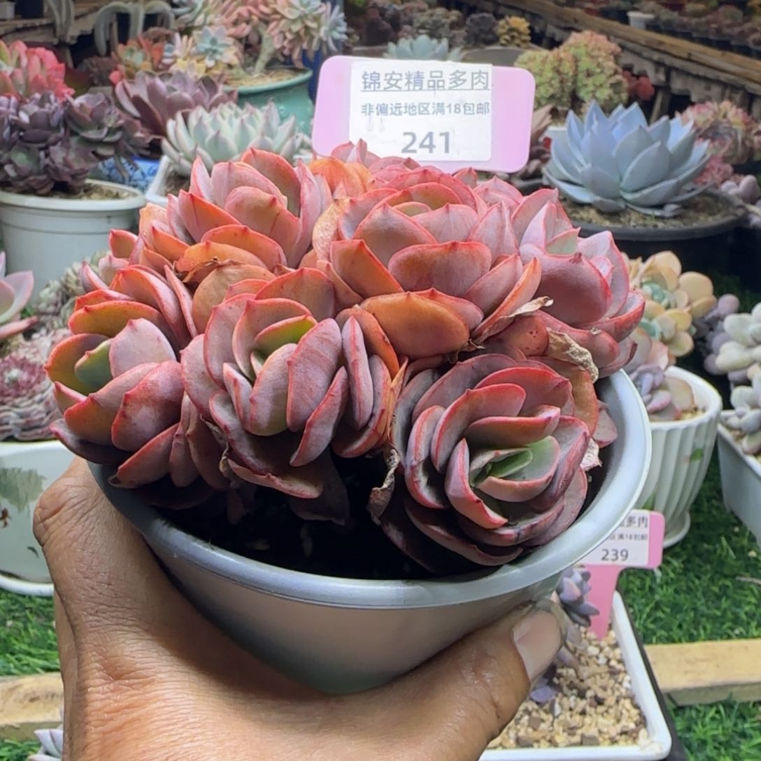 锦安精品多肉植物编号241