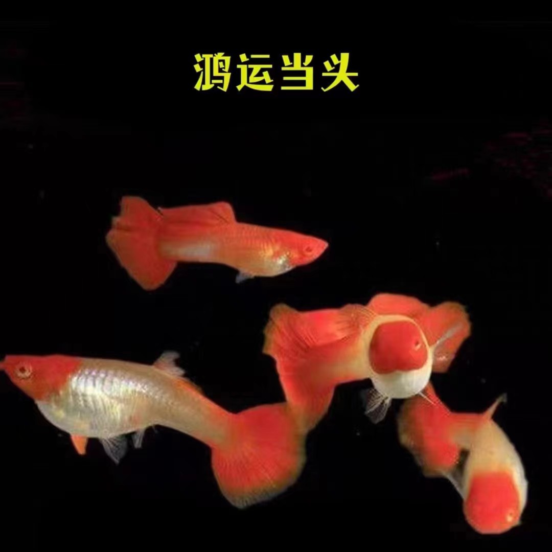 精品鸿运当头孔雀鱼种鱼自己渔场精选种鱼基因稳定子代品质出头好