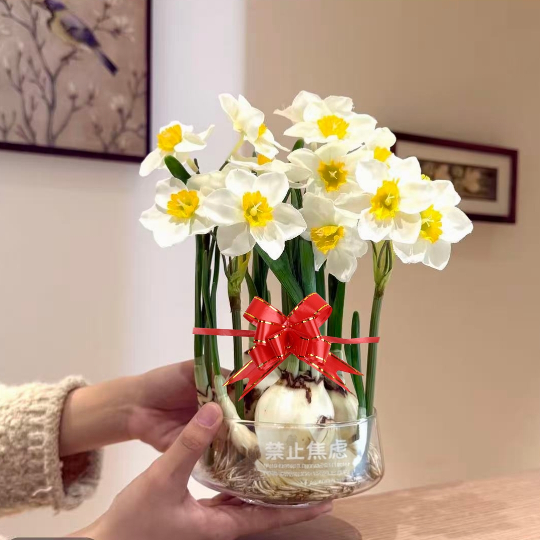 3-4颗玻璃花盆年宵花漳州水仙花带芽点室内开花好养水培绿植盆栽