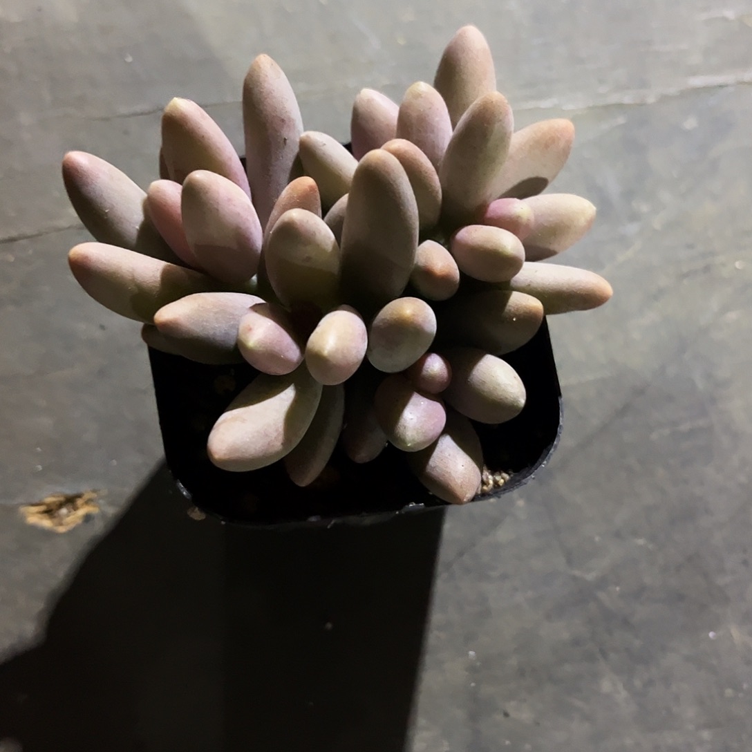 金***鱼60吨肉植物生产技术