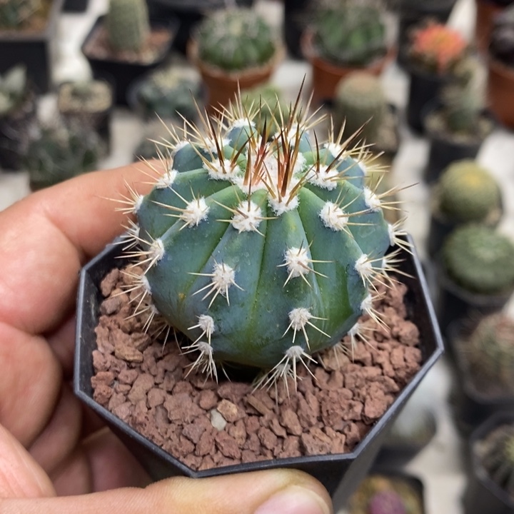 刺***姐实生蓝云特价福利