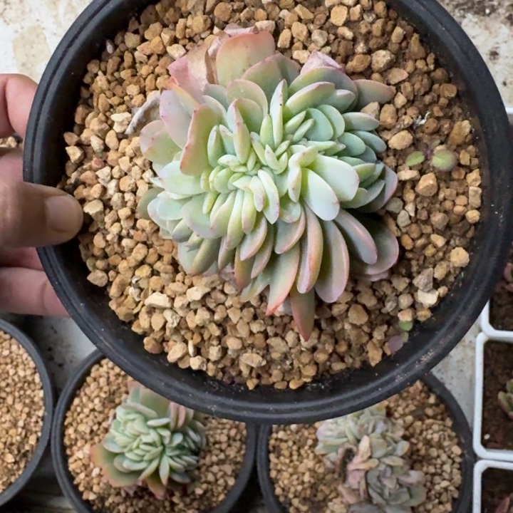 白凤缀化 一物一拍