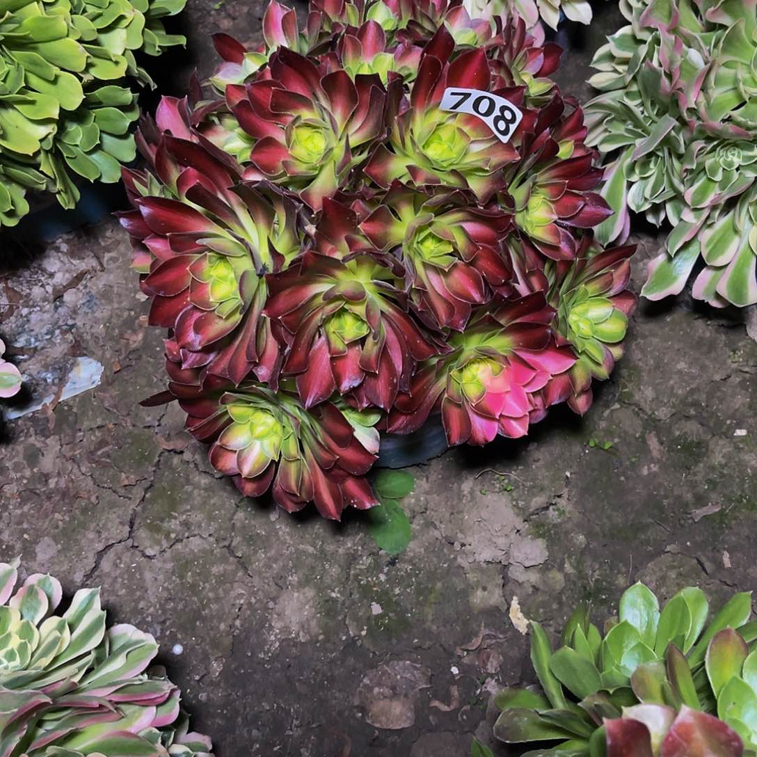 法师法师13–4包邮法师