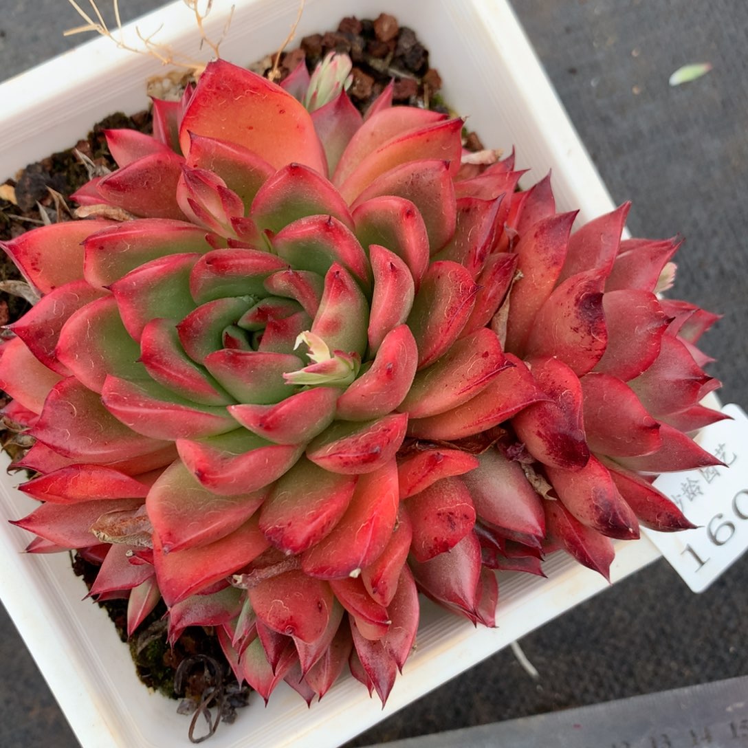 1604杂交精品基地11厘米