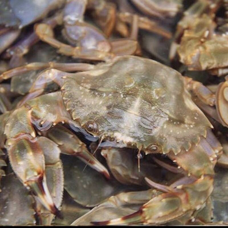 【保鲜不保活】绑甲大花盖蟹 3斤（1两左右30只左右个别断腿）