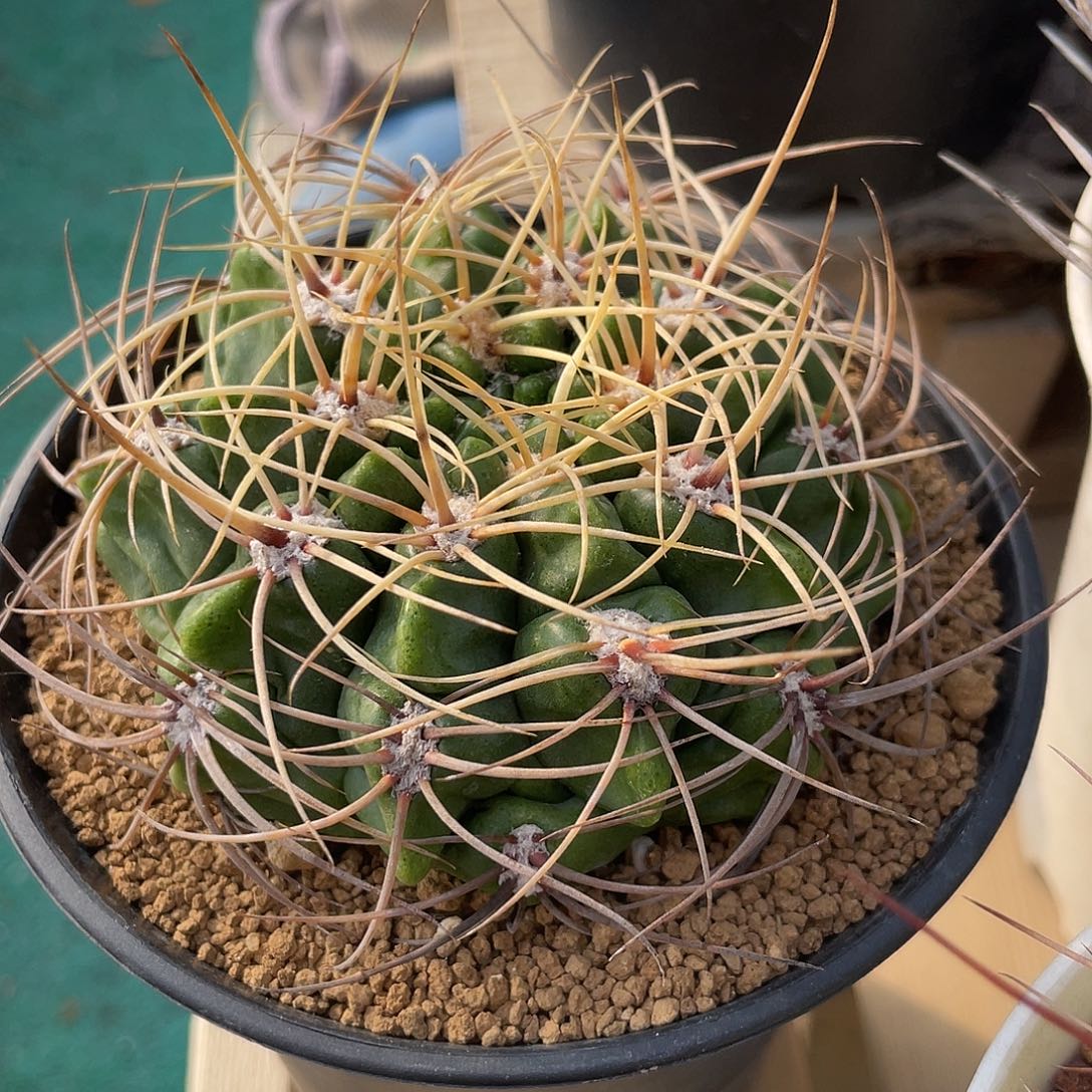 仙人球裸萼属金刺云龙实生8.6厘米