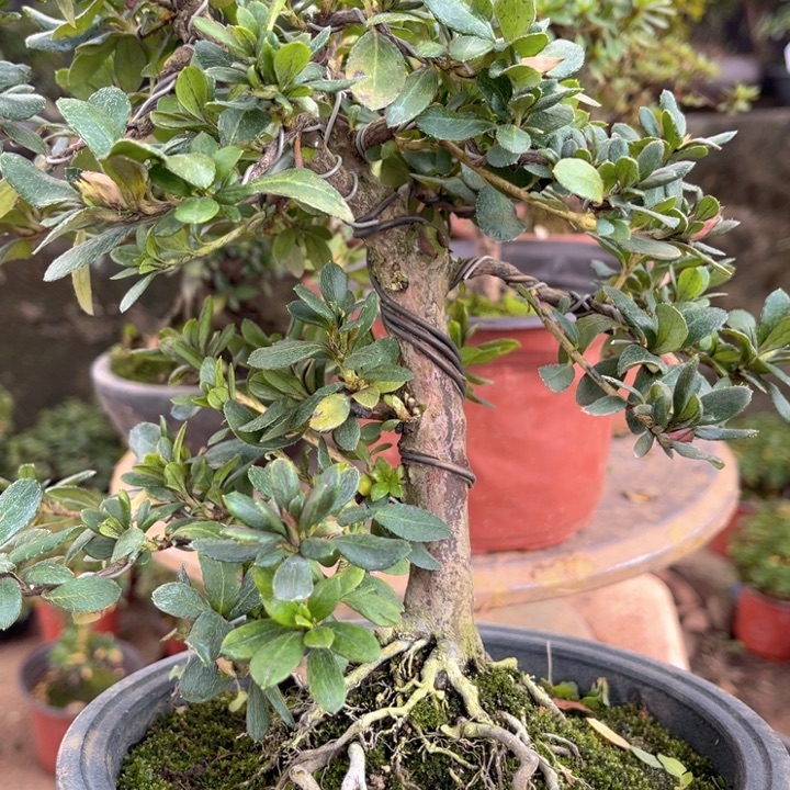 完全开放123456789