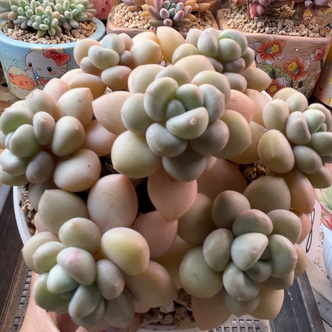 12.24-18泡泡糖111111111