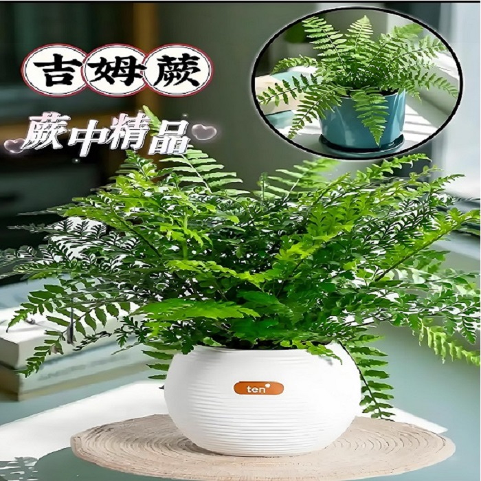 吉姆蕨网红植物盆栽绿植室内净化空气花卉水培蕨类观叶好养盆栽花