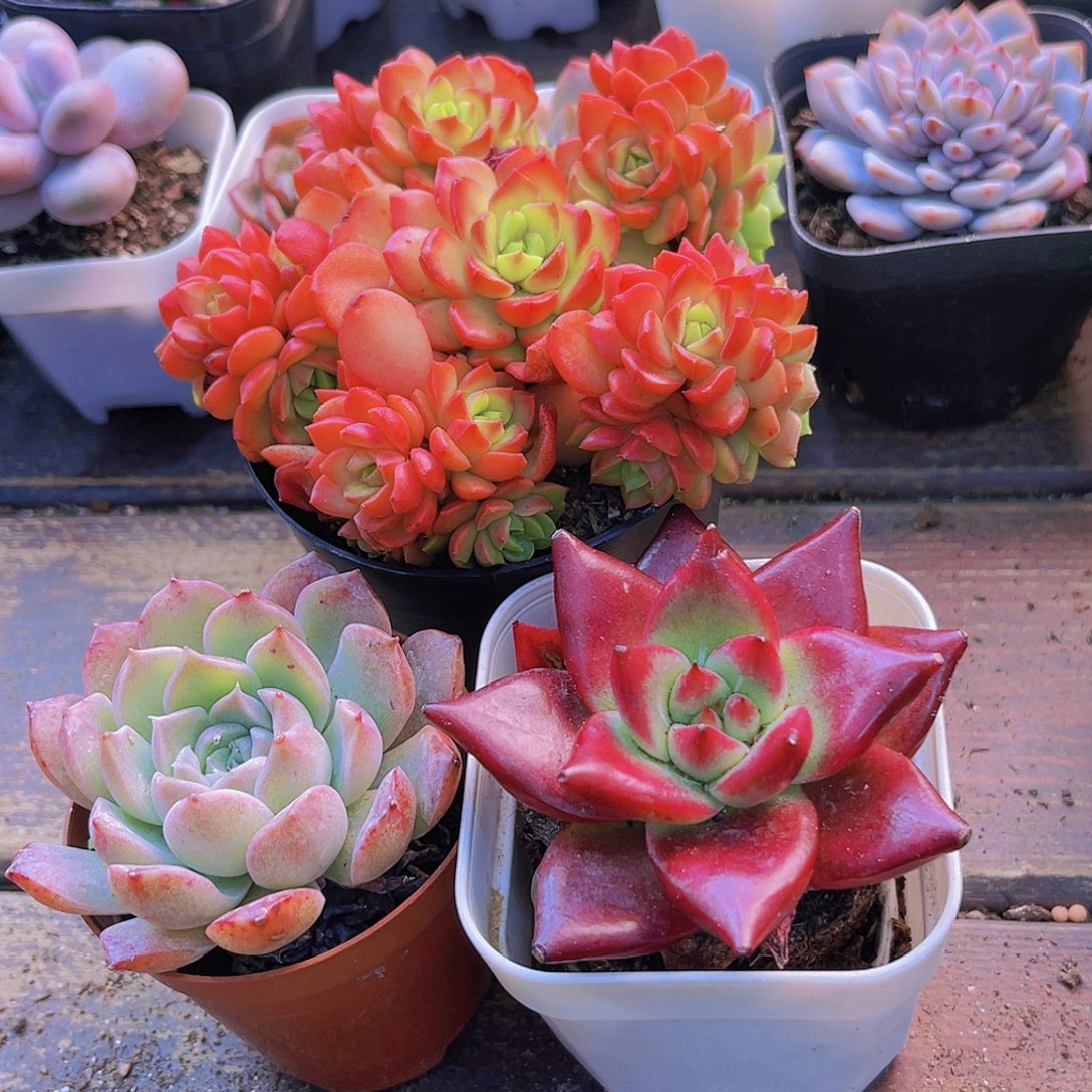 如图3盆1111111111111