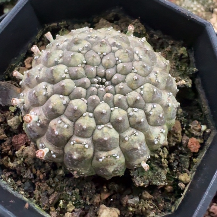 裸鄂大戟自根仙人球 