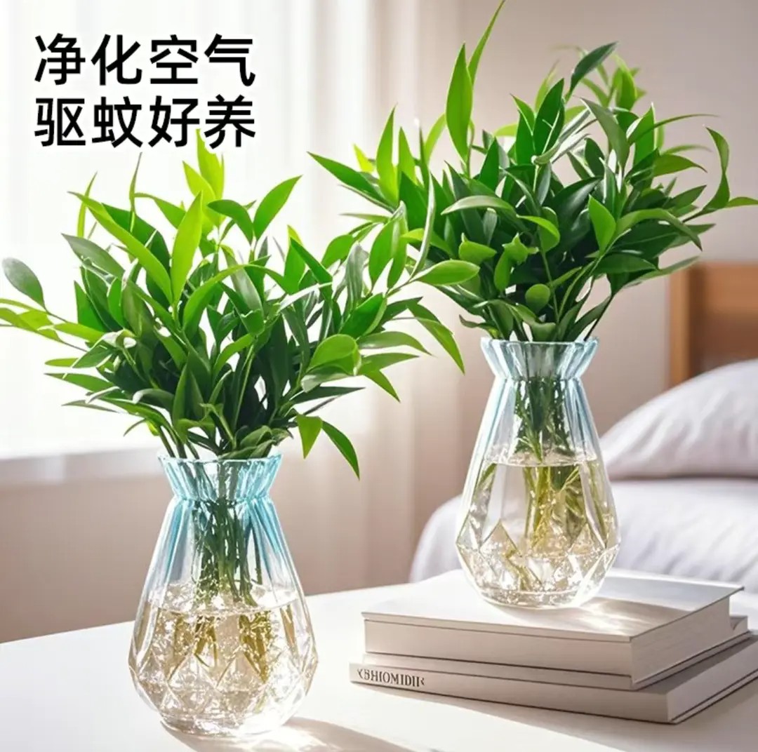 驱蚊竹柏水培植物室内水养绿植花卉盆栽办公室桌面四季常青好养活
