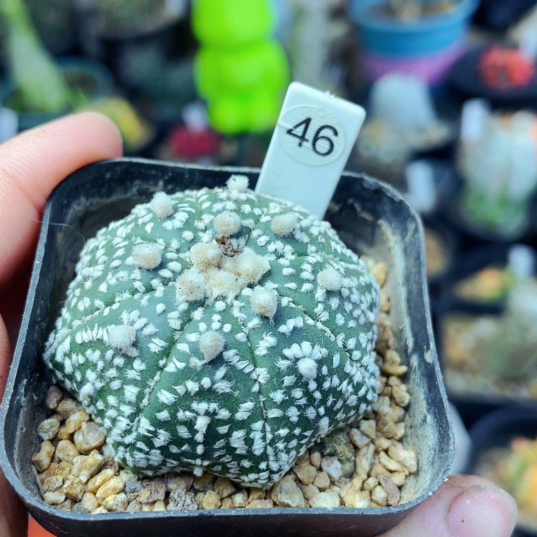 非偏远地区满25包邮仙人球