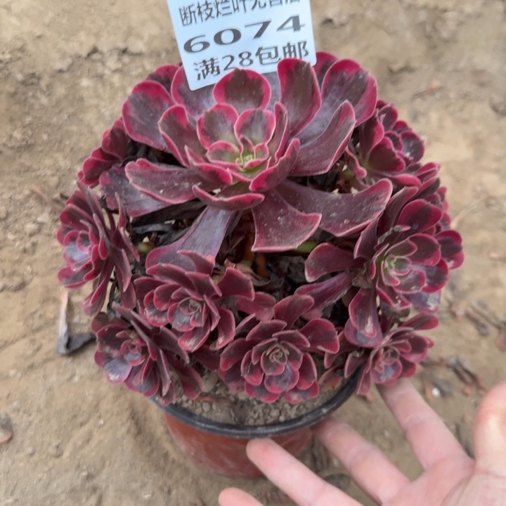 @***财6074二号棚凤冠多肉O