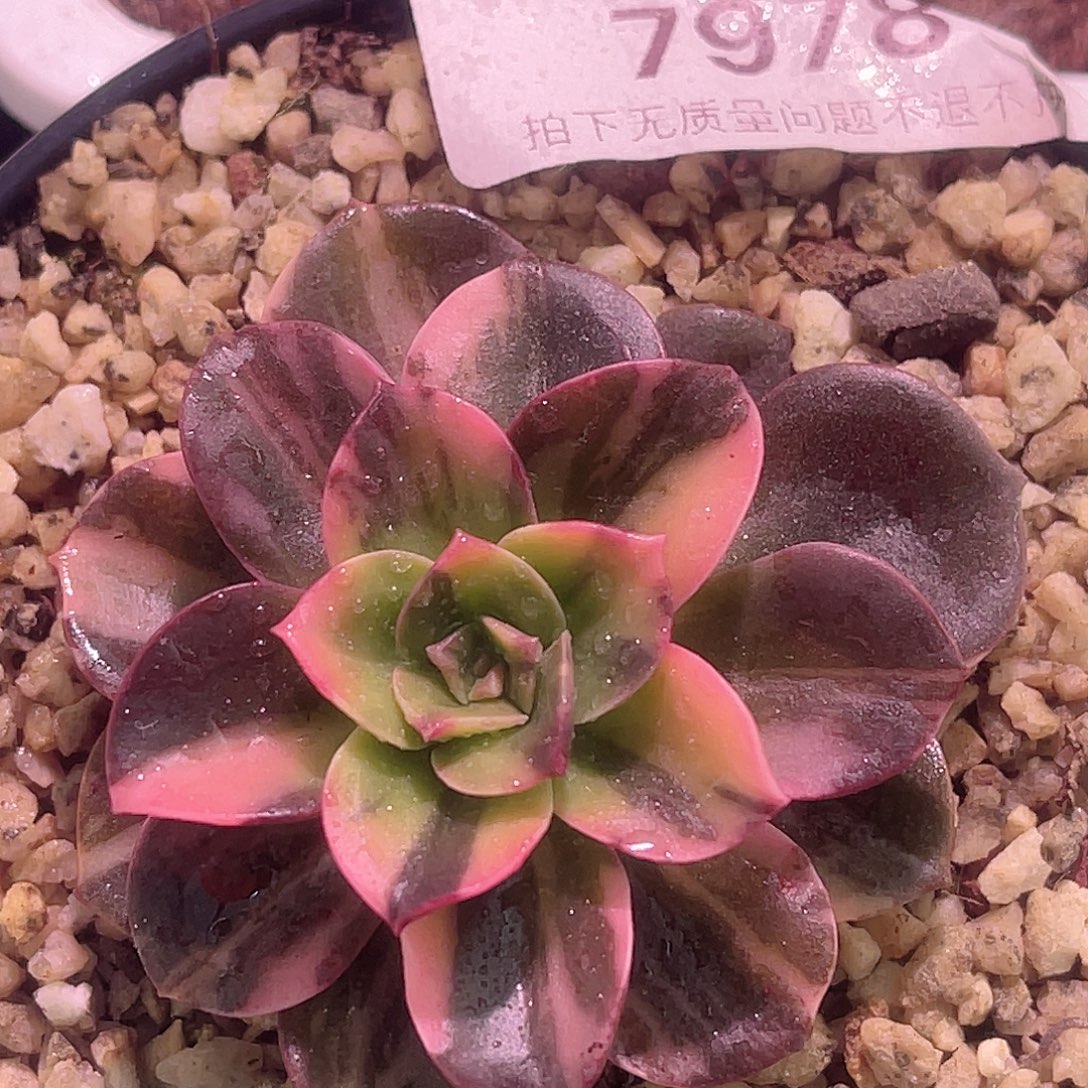 尚品园艺福利锦7978