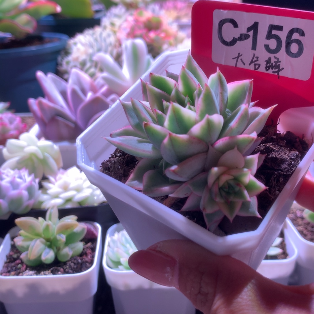 大合峰带三个侧芽有根