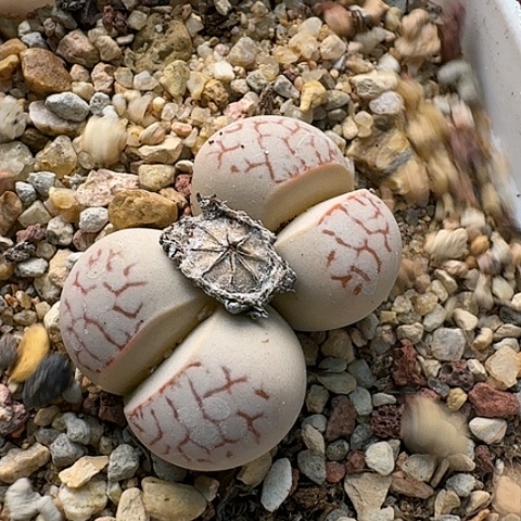 3797，灵耀玉白底红纹带盆