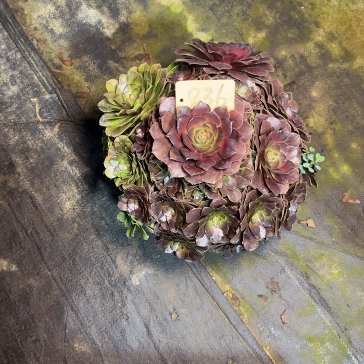 836花月夜多肉一物一拍