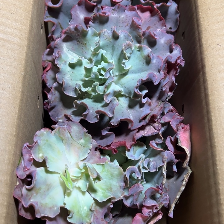 地栽瑕疵高莎3棵装箱（不售后）