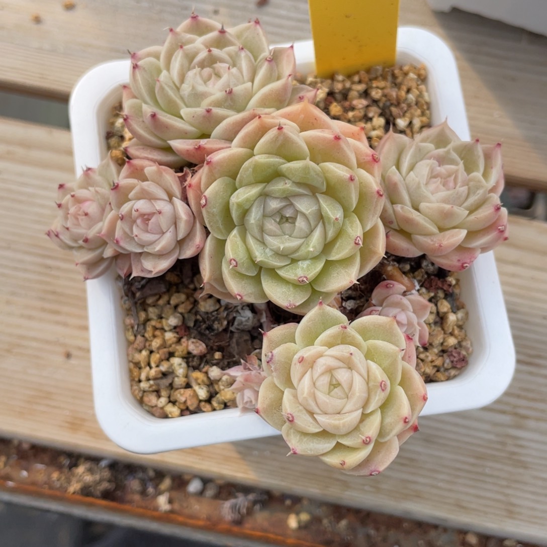 优选麦杆飘枝老桩2529