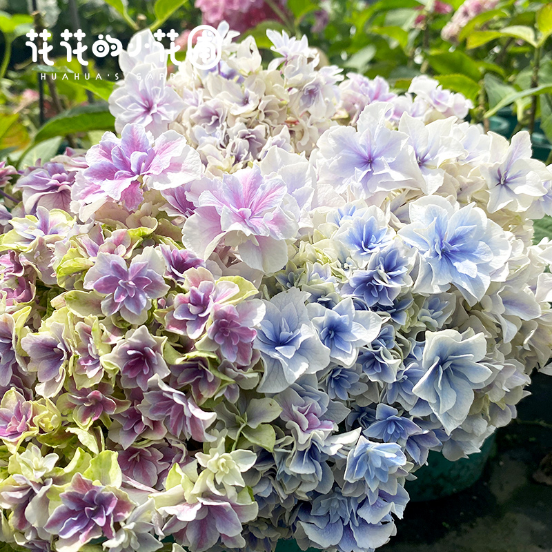 花花的小花圃12杯新品绣球小苗吹雪響玉石美安吉粉笔画艾丽盆栽苗