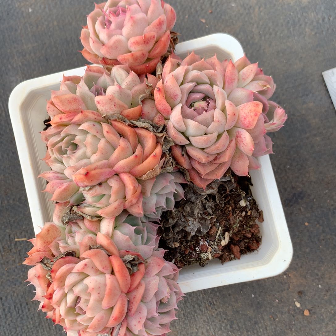 5066杂交精品基地17厘米