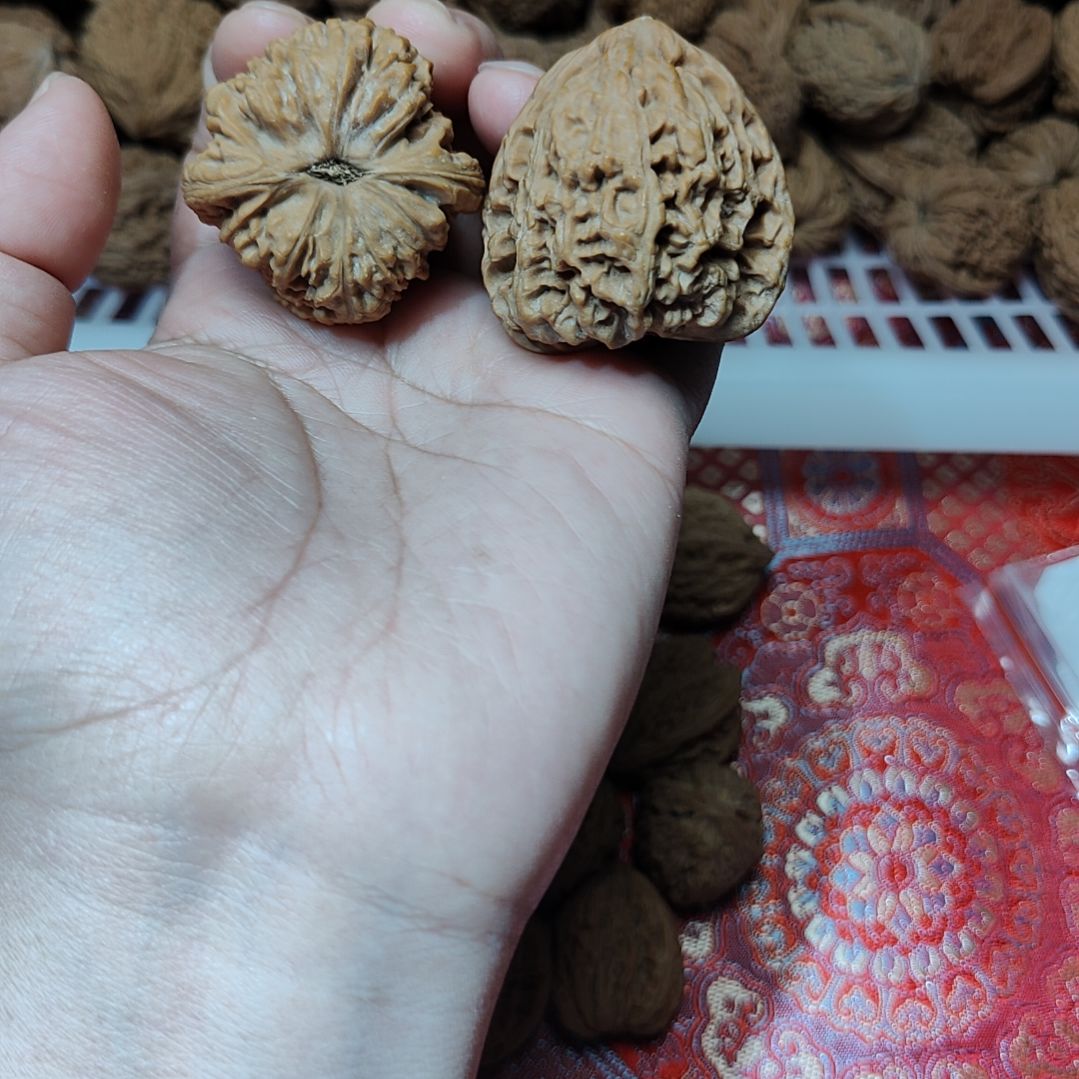 南疆石狮子头一物一图