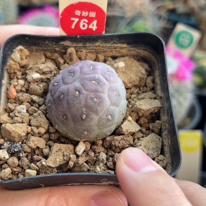 自根紫皮无刺习志野一棵3.2cm