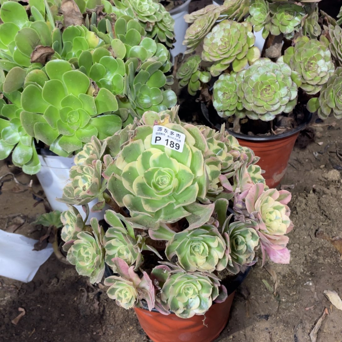 189七彩石多肉法师断枝不包