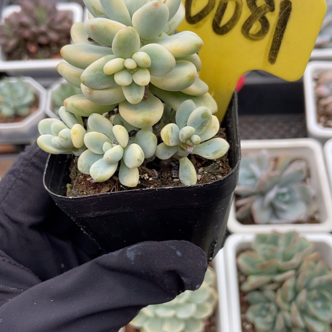 6081劳尔锦多肉植物保护