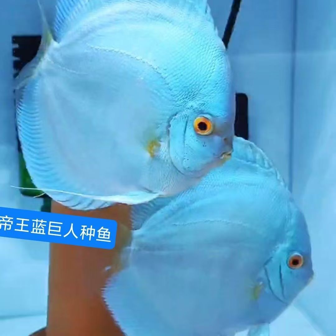 七彩神仙鱼合集含财神阿莲卡天子蓝等多种热带观赏鱼