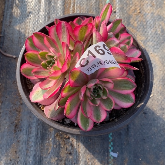 169倾城多肉植物