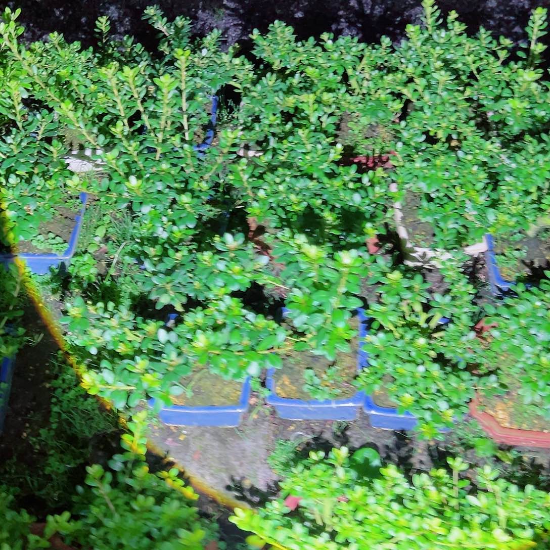 无花朵盆景皋月杜鹃绢之舞