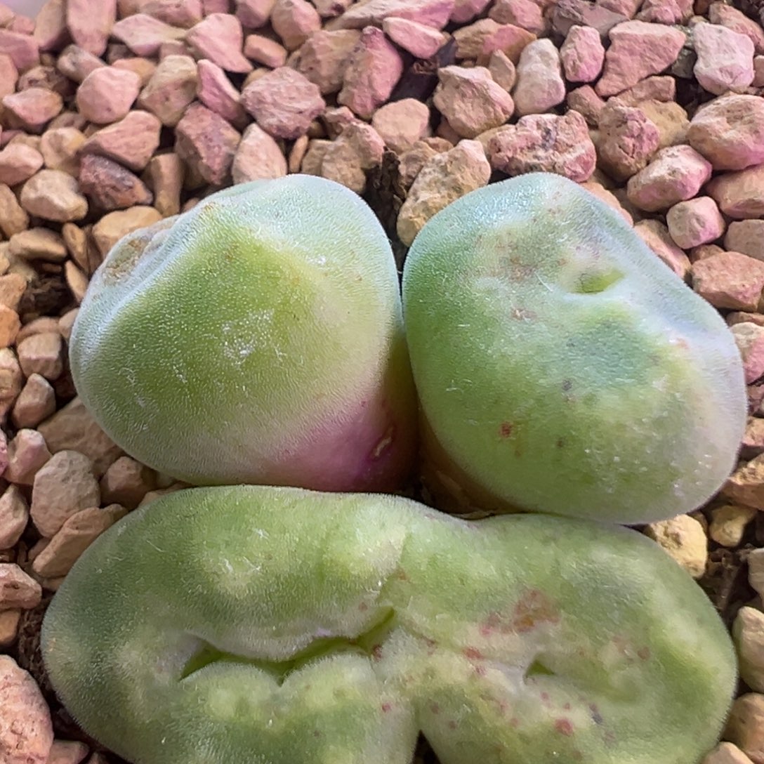 绿豆糕怪物 肉锥植物