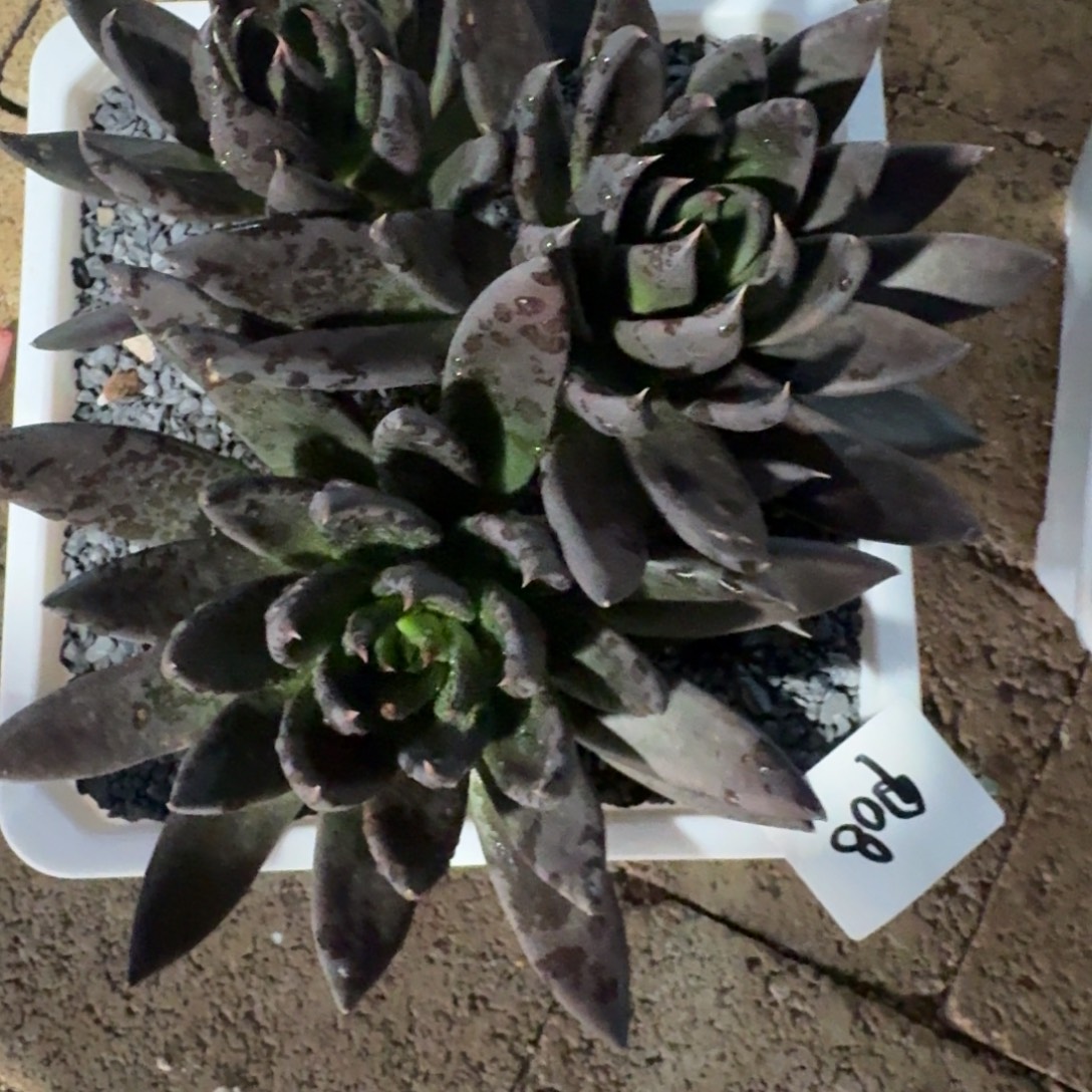 天***Z908黑武士凡艺多肉