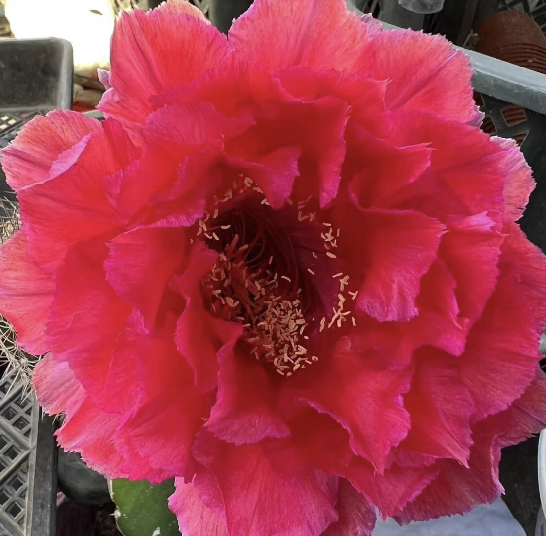 凤羽120号大红色侧牙3-4公分