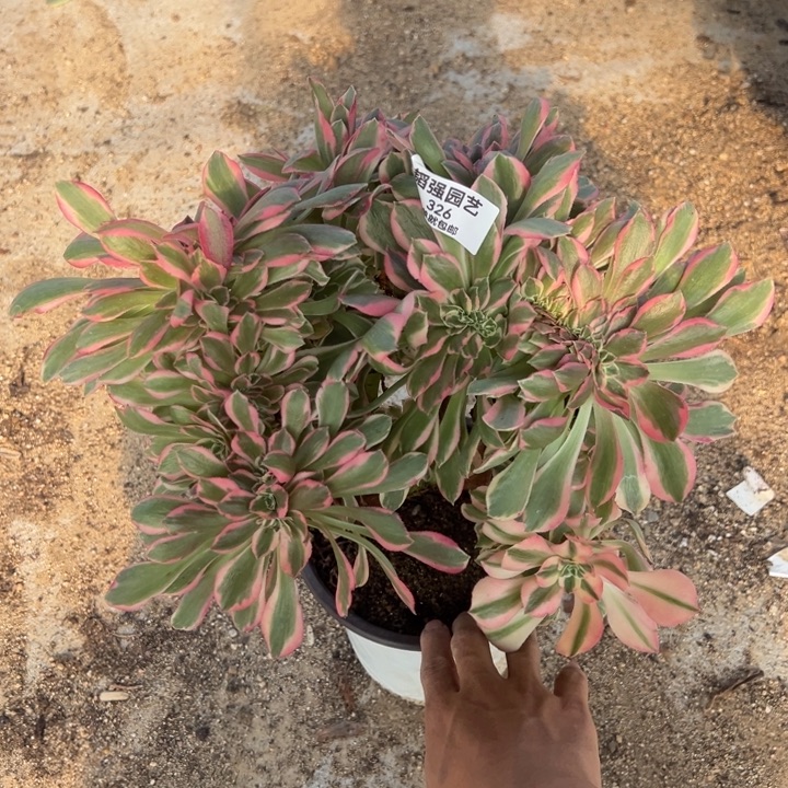 粉女郎缀多肉植物326