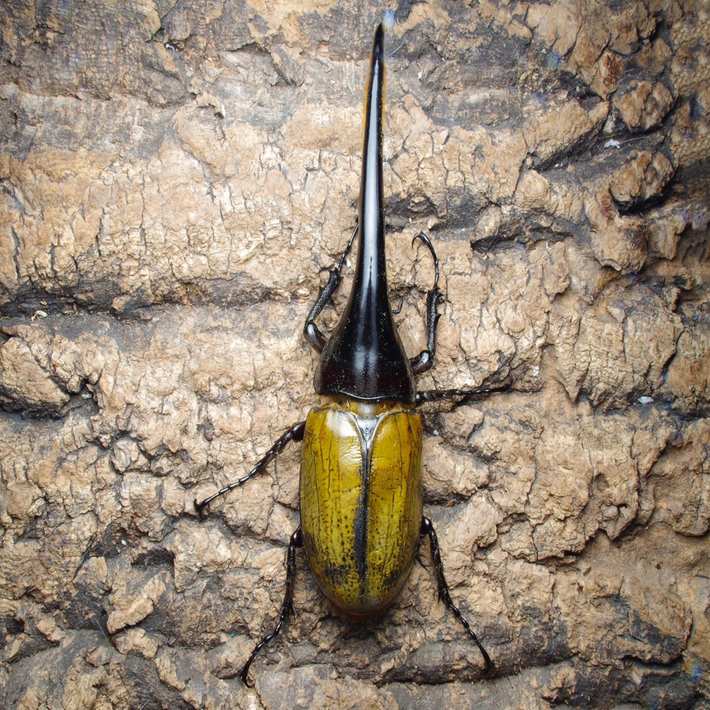 长戟大兜虫175-75血统河野L1幼虫无忧罐