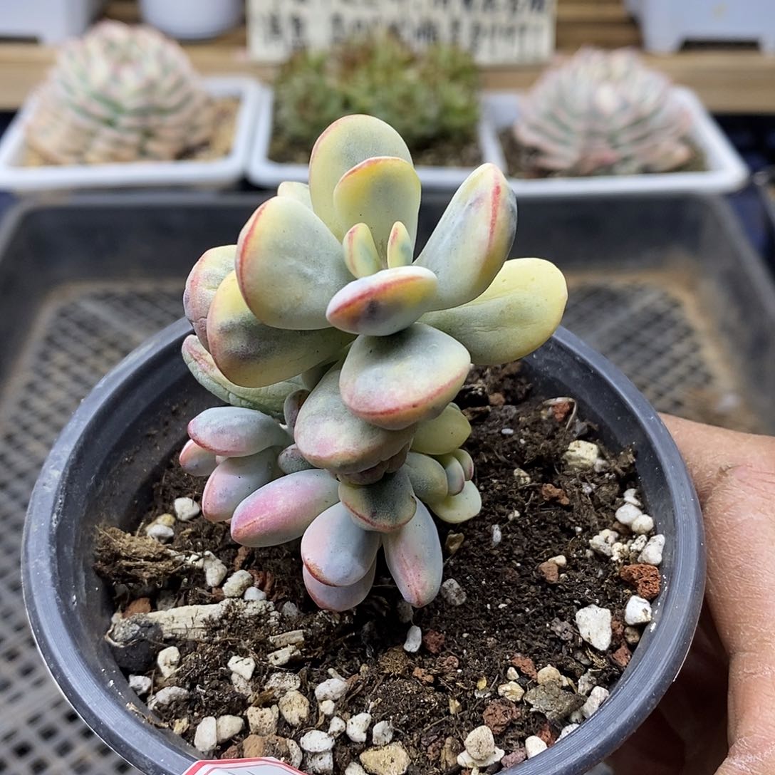 02172 乒乓福娘锦自然群 需延时发货