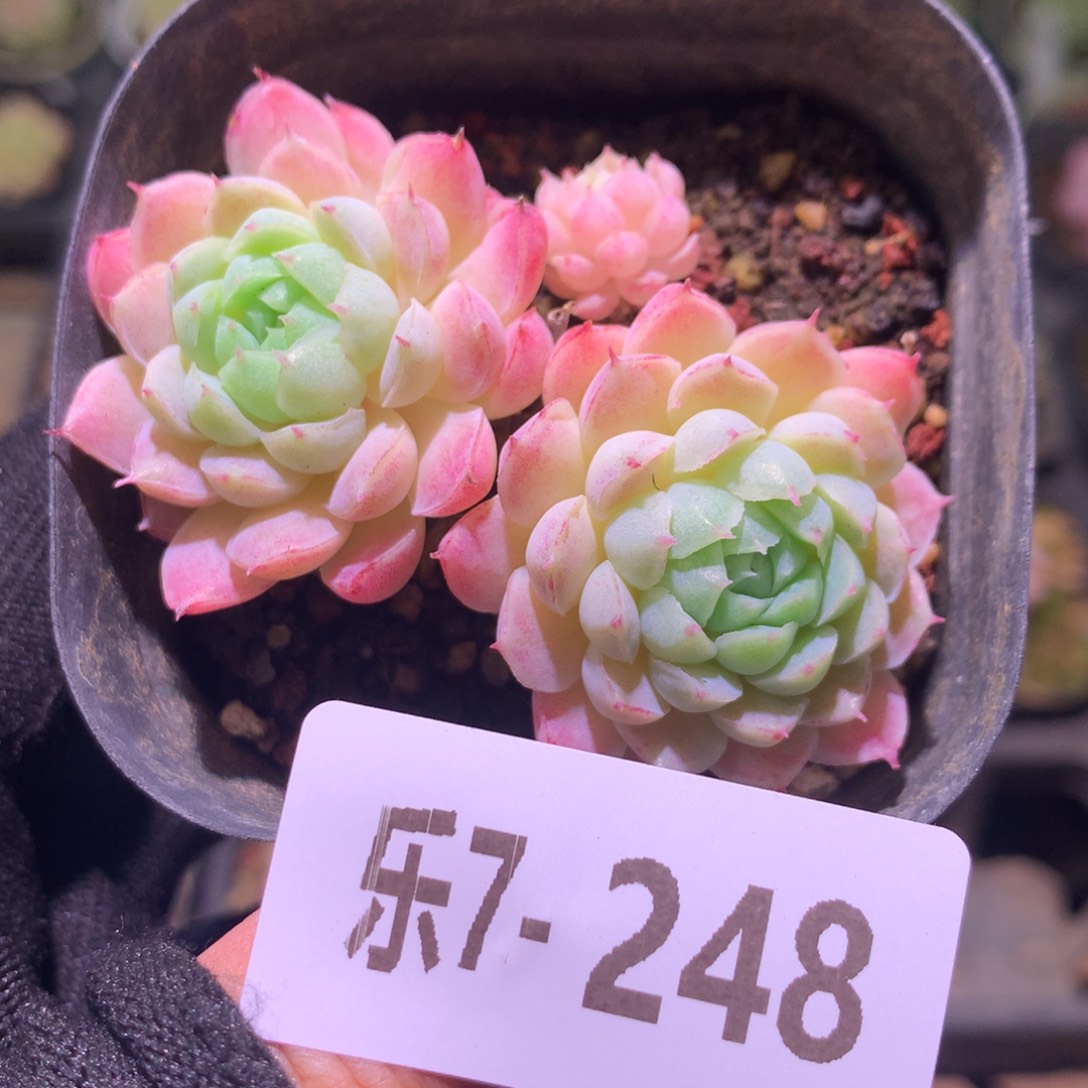 乐然 7-248 羊脂球 