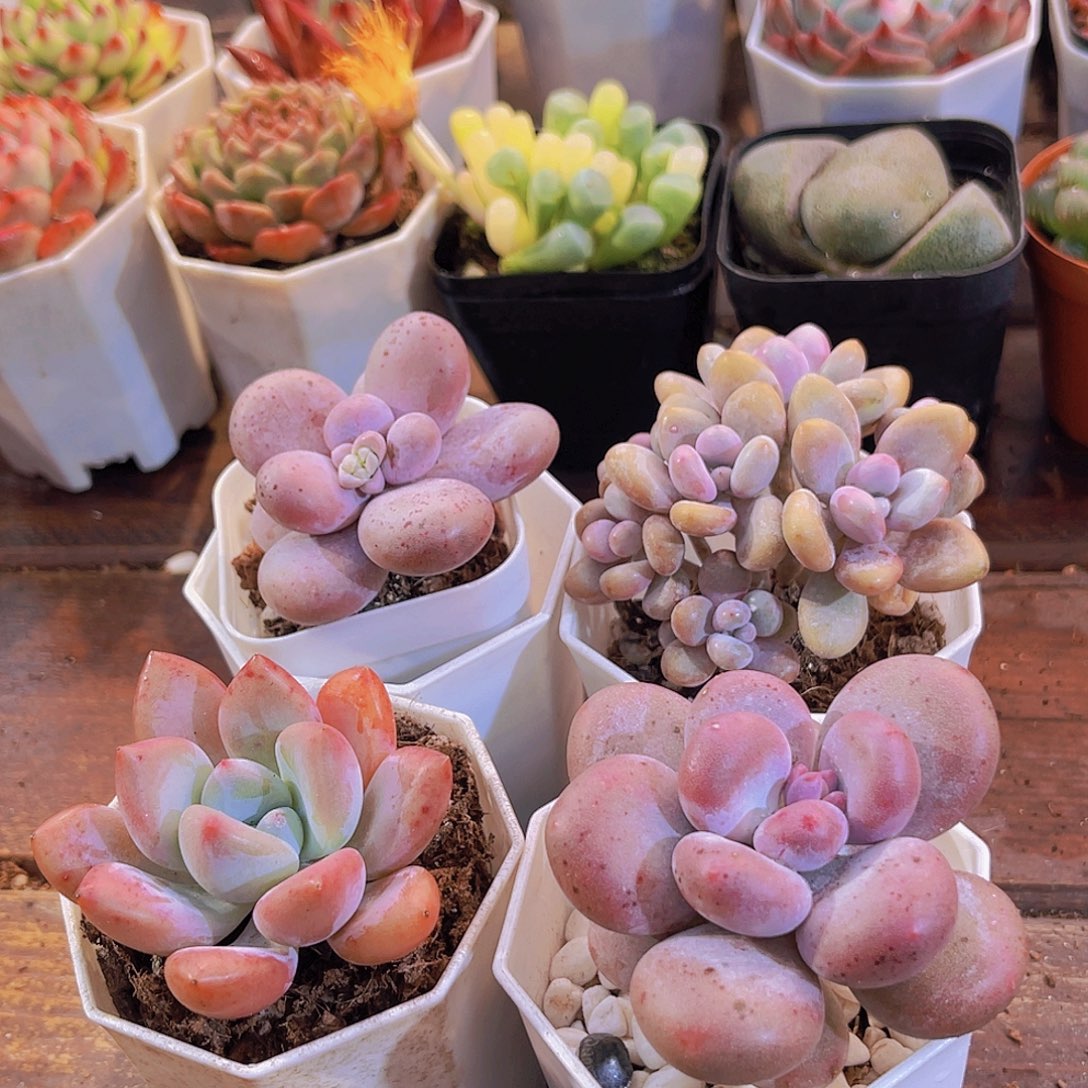 原始奶酪➕桃蛋➕美人➕奥普